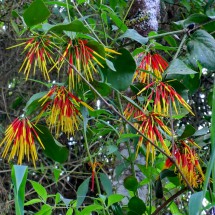 Red-yellow flowers